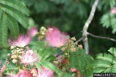 mimosa, Albizia julibrissin  (Fabales: Fabaceae (Leguminosae)) - 2155075