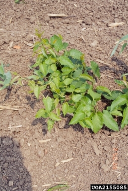 redvine, Brunnichia ovata  (Polygonales: Polygonaceae) - 2155085