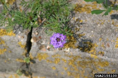 moss vervain, Glandularia pulchella  (Lamiales: Verbenaceae) - 2155100