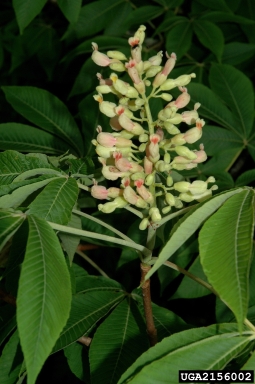yellow buckeye, Aesculus flava  (Sapindales: Hippocastanaceae) - 2156002