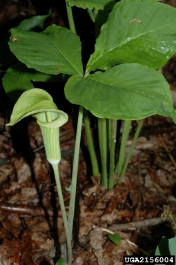 Jack in the pulpit, Arisaema triphyllum  (Arales: Araceae) - 2156004