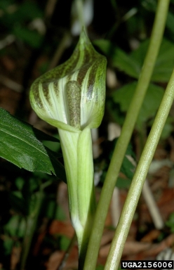 Jack in the pulpit, Arisaema triphyllum  (Arales: Araceae) - 2156006
