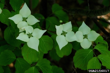 Kousa dogwood, Cornus kousa  (Cornales: Cornaceae) - 2156017