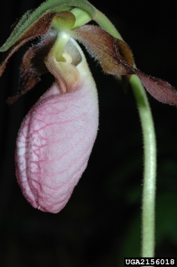 pink lady's-slipper, Cypripedium acaule  (Orchidales: Orchidaceae) - 2156018