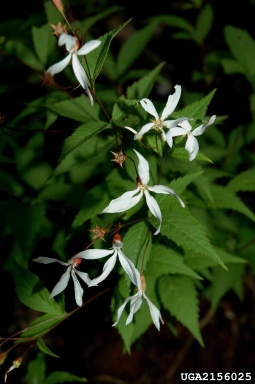 Bowman's root, Gillenia trifoliata  (Rosales: Rosaceae) - 2156025