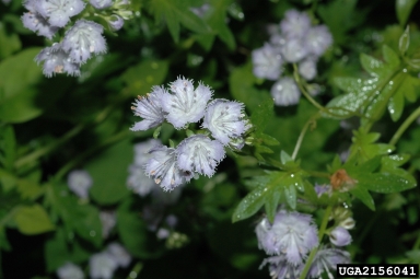 fernleaf phacelia, Phacelia bipinnatifida  (Solanales: Hydrophyllaceae) - 2156041