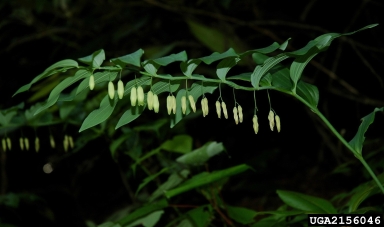 smooth Solomon's seal, Polygonatum biflorum  (Liliales: Liliaceae) - 2156046