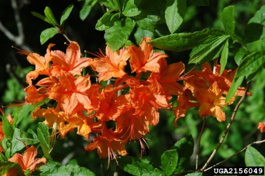 flame azalea, Rhododendron calendulaceum  (Ericales: Ericaceae) - 2156049