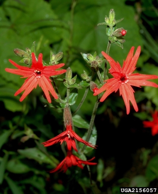 fire pink, Silene virginica  (Caryophyllales: Caryophyllaceae) - 2156057