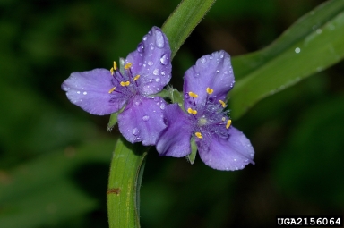 Virginia spiderwort, Tradescantia virginiana  (Commelinales: Commelinaceae) - 2156064