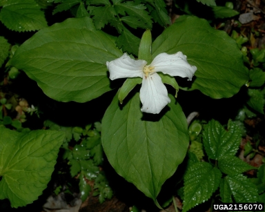 white trillium, Trillium grandiflorum  (Liliales: Liliaceae) - 2156070