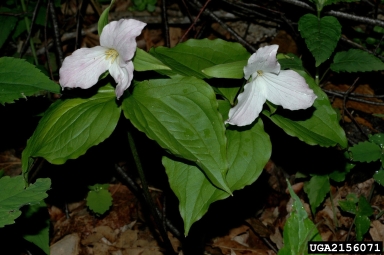 white trillium, Trillium grandiflorum  (Liliales: Liliaceae) - 2156071