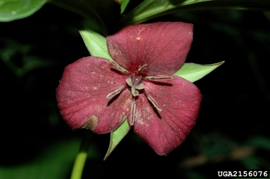 sweet wakerobin, Trillium vaseyi  (Liliales: Liliaceae) - 2156076