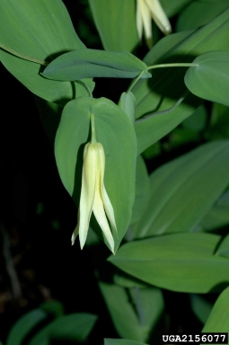 largeflower bellwort, Uvularia grandiflora  (Liliales: Liliaceae) - 2156077