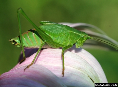 bush katydid, Scudderia spp.  (Orthoptera: Tettigoniidae) - 2158015