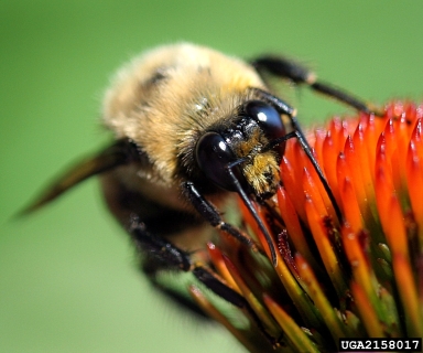 bumble bee, Bombus impatiens  (Hymenoptera: Apidae) - 2158017