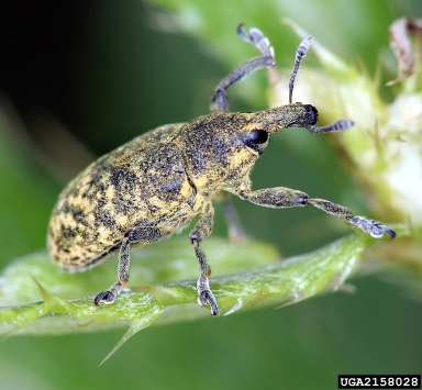 Canada thistle bud weevil, Larinus planus  (Coleoptera: Curculionidae) - 2158028