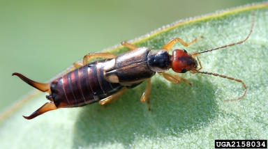 European earwig, Forficula auricularia  (Dermaptera: Forficulidae) - 2158034