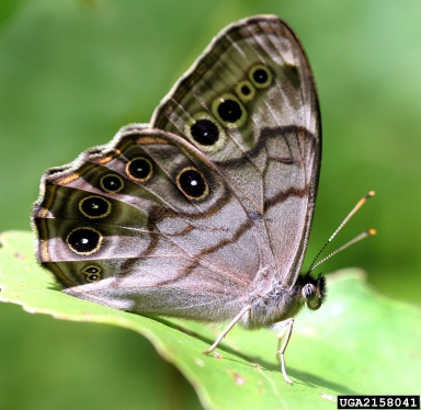 northern pearly eye, Enodia anthedon  (Lepidoptera: Nymphalidae) - 2158041