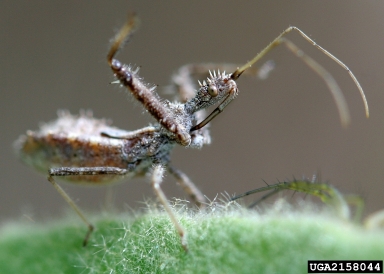 assassin bugs, Sinea spp.  (Hemiptera: Reduviidae) - 2158044