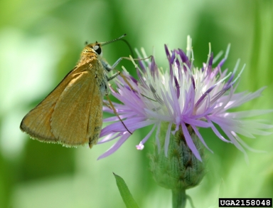 Delaware skipper, Atrytone logan  (Lepidoptera: Hesperiidae) - 2158048