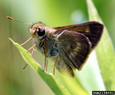northern broken-dash, Wallengrenia egeremet  (Lepidoptera: Hesperiidae) - 2158051