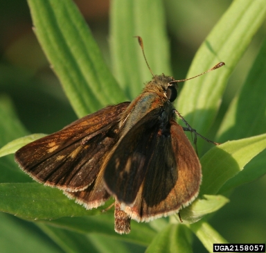 southern broken-dash, Wallengrenia otho  (Lepidoptera: Hesperiidae) - 2158057