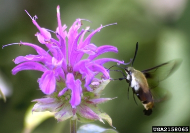 hummingbird clearwing, Hemaris thysbe  (Lepidoptera: Sphingidae) - 2158065