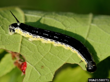 catalpa sphinx, Ceratomia catalpae  (Lepidoptera: Sphingidae) - 2158071