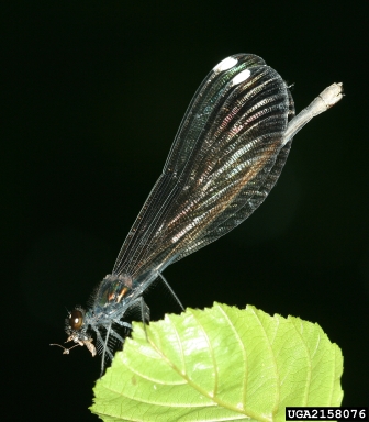 ebony jewelwing, Calopteryx maculata  (Odonata: Calopterygidae) - 2158076