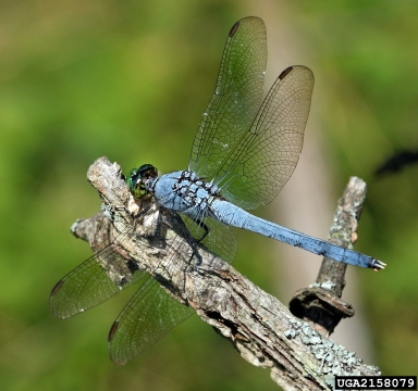 Eastern pondhawk, Erythemis simplicicollis  (Odonata: Libellulidae) - 2158079