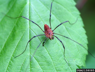 harvestmen,    (Opiliones: ) - 2158085