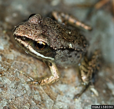 wood frog, Rana sylvatica  (Anura: Ranidae) - 2158090