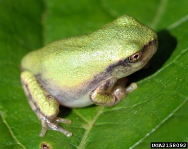gray tree frog, Hyla versicolor  (Anura: Hylidae) - 2158092