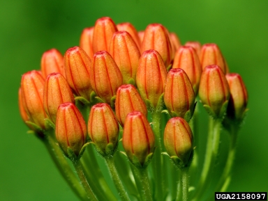 butterfly milkweed, Asclepias tuberosa  (Gentianales: Asclepiadaceae) - 2158097