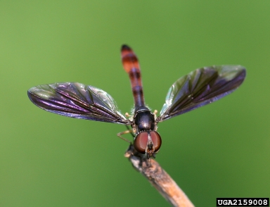 Syrphid fly, Ocyptamus fuscipennis  (Diptera: Syrphidae) - 2159008
