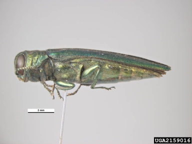 emerald ash borer, Agrilus planipennis  (Coleoptera: Buprestidae) - 2159016