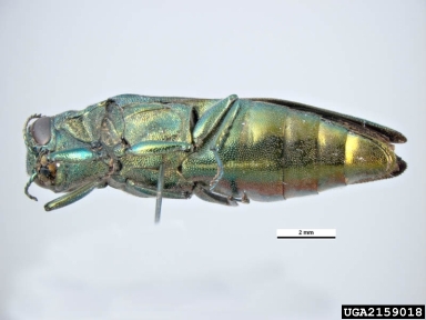 emerald ash borer, Agrilus planipennis  (Coleoptera: Buprestidae) - 2159018