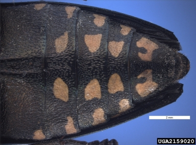 flat headed woodborer, Buprestis novemmaculata  (Coleoptera: Buprestidae) - 2159020