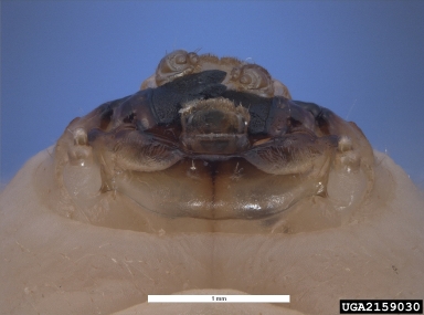 flat headed woodborer, Buprestis novemmaculata  (Coleoptera: Buprestidae) - 2159030