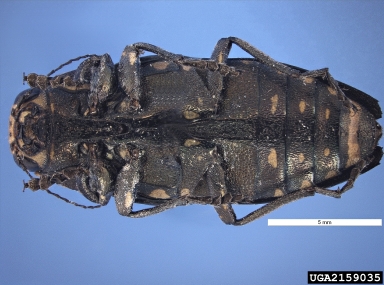 flat headed woodborer, Buprestis novemmaculata  (Coleoptera: Buprestidae) - 2159035