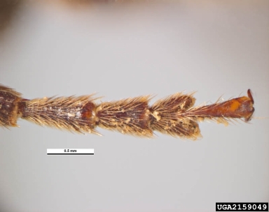 burnt pine longhorn beetle, Arhopalus ferus  (Coleoptera: Cerambycidae) - 2159049