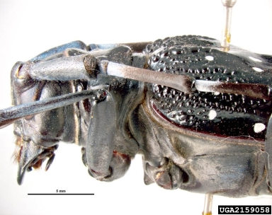 citrus longhorned beetle, Anoplophora chinensis  (Coleoptera: Cerambycidae) - 2159058