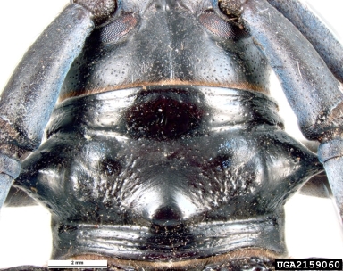 citrus longhorned beetle, Anoplophora chinensis  (Coleoptera: Cerambycidae) - 2159060