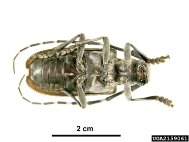 citrus longhorned beetle, Anoplophora chinensis  (Coleoptera: Cerambycidae) - 2159061