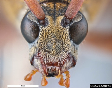 bamboo borer, Chlorophorus annularis  (Coleoptera: Cerambycidae) - 2159071