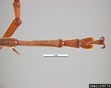 bamboo borer, Chlorophorus annularis  (Coleoptera: Cerambycidae) - 2159074