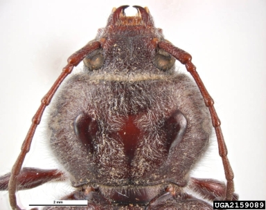 old house borer, Hylotrupes bajulus  (Coleoptera: Cerambycidae) - 2159089