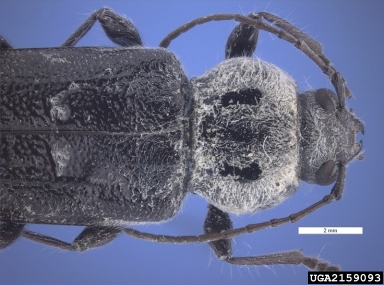 old house borer, Hylotrupes bajulus  (Coleoptera: Cerambycidae) - 2159093