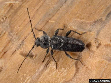 old house borer, Hylotrupes bajulus  (Coleoptera: Cerambycidae) - 2159096